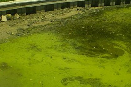 Toxic Blue-Green Algae