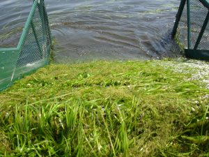 Harvesting Aquatic Vegetation on Inland Lakes