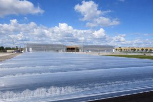 Sealed Bags Producing Ethanol from Algae in the sun.