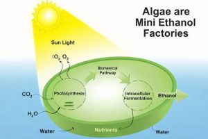 Producing Ethanol from Algae using the sun.
