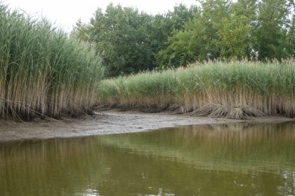 Invasive Phragmites reduces habitat and limits resources.