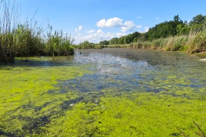 Blue-green algae, technically known as cyanobacteria, are microscopic organisms that are naturally present in lakes and streams.
