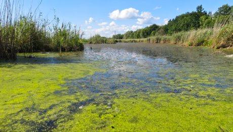 Blue-green algae, technically known as cyanobacteria, are microscopic organisms that are naturally present in lakes and streams.