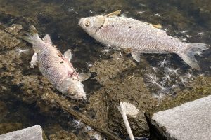 Dead fish float along the shoreline, a visible sign of a fish kill likely caused by poor water quality or low oxygen levels.