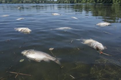Dead fish float along the shoreline, a visible sign of a fish kill likely caused by poor water quality or low oxygen levels.