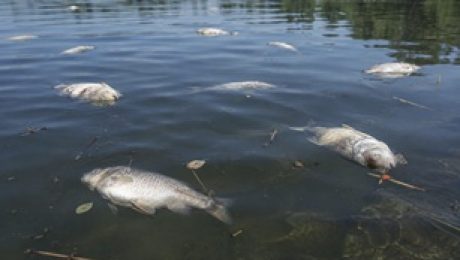 Dead fish float along the shoreline, a visible sign of a fish kill likely caused by poor water quality or low oxygen levels.