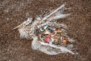 Seabird remains on the ground with plastic debris visible inside its body.