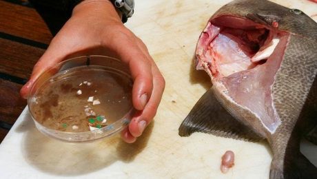 Chemicals in Plastic Leach into Fish