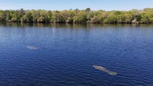 Manatee Springs State Park is located on the Suwannee River, with its clear spring run flowing directly into the river, providing a vital winter refuge for manatees seeking warmer waters.