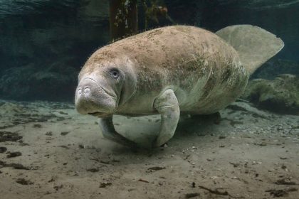 The manatee is a grazing animal and spends between six and eight hours a day feeding on seagrasses and other freshwater vegetation.