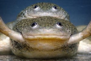 Male Frogs Exhibit Female Characteristics