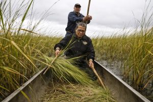 Harvesting Wild Rice in Wisconsin