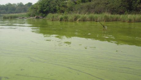 Algae Virus Found in Humans