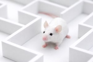 Infected mice showed more than 1,000 gene changes in the parts 