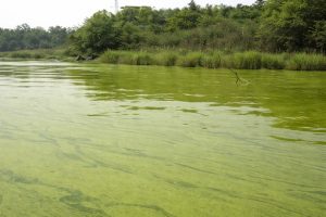 Scientists found an algae virus living in 40% of a small number of people tested.