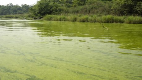 Blue-green algae, technically known as cyanobacteria, are microscopic organisms that are naturally present in lakes and streams.