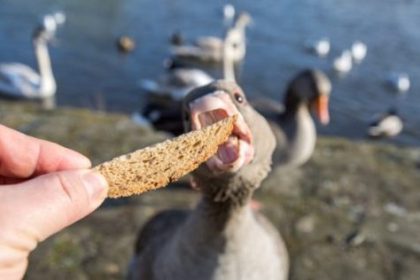 Bread is low in protein and are very poor substitutes for natural foods such as aquatic plants, natural grains, and invertebrates.