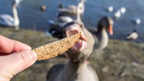 Bread is low in protein and are very poor substitutes for natural foods such as aquatic plants, natural grains, and invertebrates.