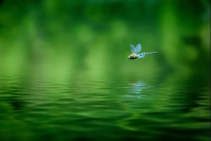 Dragonfly Flying Over Waters Surface