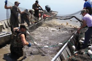 Fishermen Caught Over 40,000 Pounds of Carp