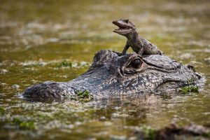 Scientists studying alligators in central Florida have found evidence that pesticides have the ability to alter the development of testes as well as lower the testosterone levels of the males similar to those of females.