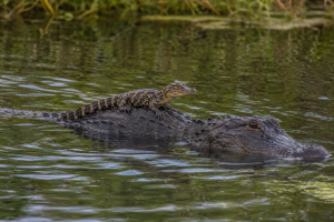 Momma and Baby Alligator