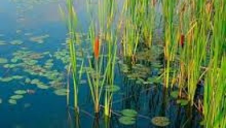 Cattails and Lily Pads