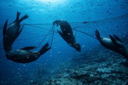 Discarded Fishing Gear Entangled and Killed Seals
