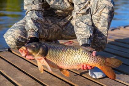 Man holding invasive carp