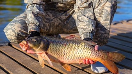 Man holding invasive carp