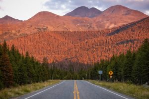 Dead pine trees