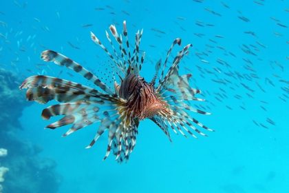 Aquatic invasive species the Lionfish