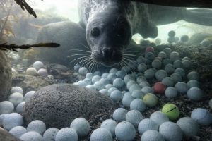 golf ball marine pollution