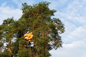 After a balloon release a bunch become tangled in a tree.