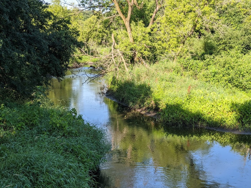 River Plants Prevent Flooding