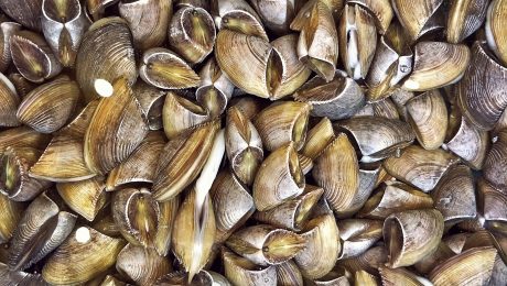 Quagga Mussels