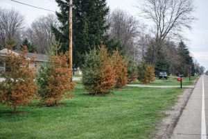Road Salt Damages Roadside Trees