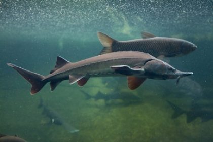 A lake sturgeon and carp swim through the clear waters of a freshwater lake.