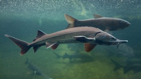 A lake sturgeon and carp swim through the clear waters of a freshwater lake.
