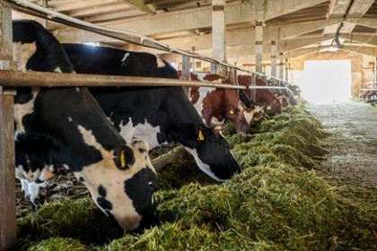 Cows in barn eating