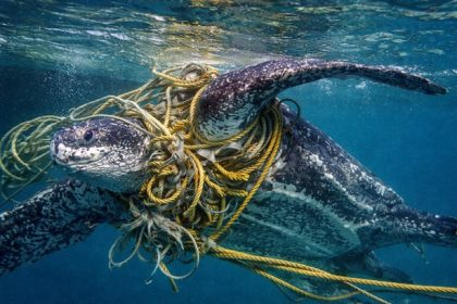 Plastic Ingestion and Entanglement Documented in Every Species of Marine Turtle