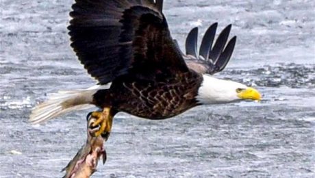 Bald Eagle with Its Fish