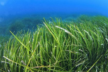 Seagrasses can form dense underwater meadows.