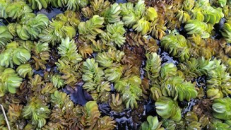 Giant Salvinia, an aquatic fern, forms a dense mass on surface water.