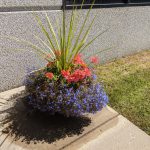 Using Dehumidifier Water for water outdoor Plants