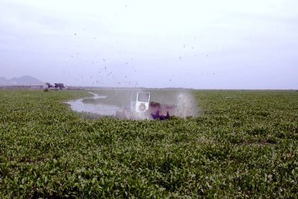 Swamp Devil Clearing Paths in Water Hyacinth