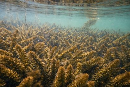 Invasive elodea displaces native aquatic vegetation.