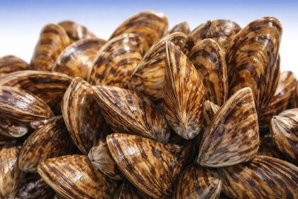 Aquatic Invasive Species Zebra Mussels