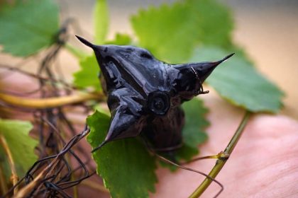 Invasive Water Chestnut forms dense mats that displace native species and interfere with recreational activities.