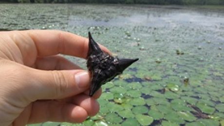 Invasive Water Chestnut forms dense mats that displace native species and interfere with recreational activities.
